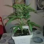 CBD Crack 