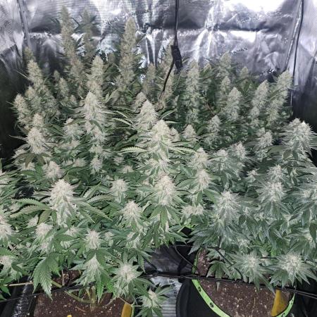 Pure Skunk Go Fast