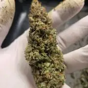 Purple Kush