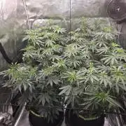 Z42 from FastBuds