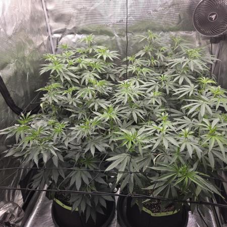 Z42 from FastBuds