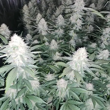 Pure Skunk Go Fast