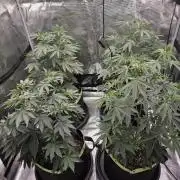 Z42 from FastBuds