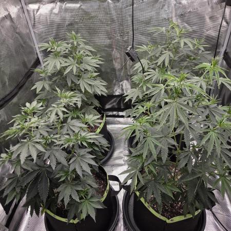 Z42 from FastBuds