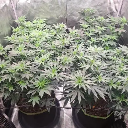Purple Kush