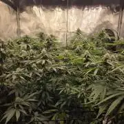 Z42 from FastBuds