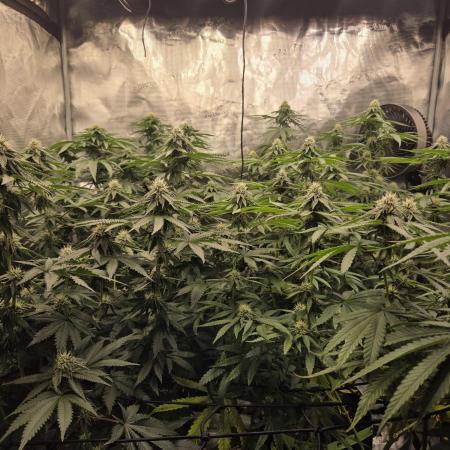 Z42 from FastBuds