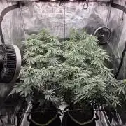 Z42 from FastBuds
