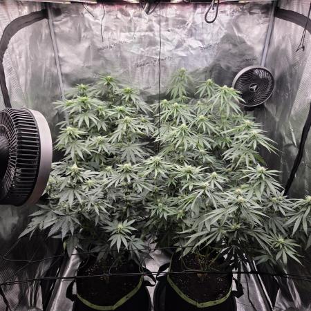 Z42 from FastBuds