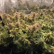 Purple Kush
