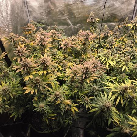 Purple Kush