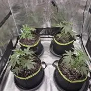 Z42 from FastBuds