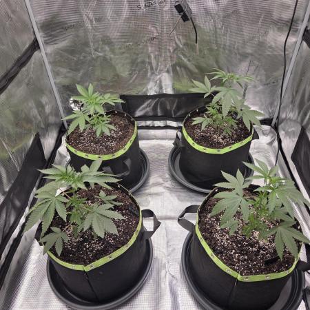Z42 from FastBuds