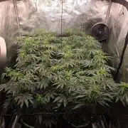 Z42 from FastBuds