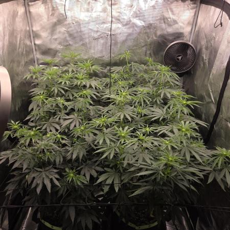 Z42 from FastBuds