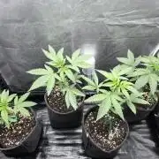 Z42 from FastBuds