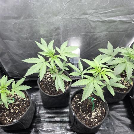 Z42 from FastBuds