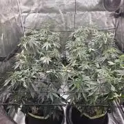 Z42 from FastBuds