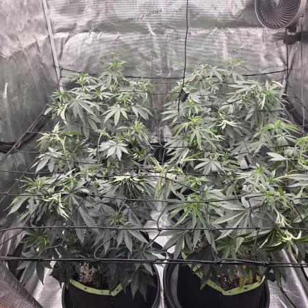 Z42 from FastBuds