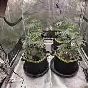 Z42 from FastBuds