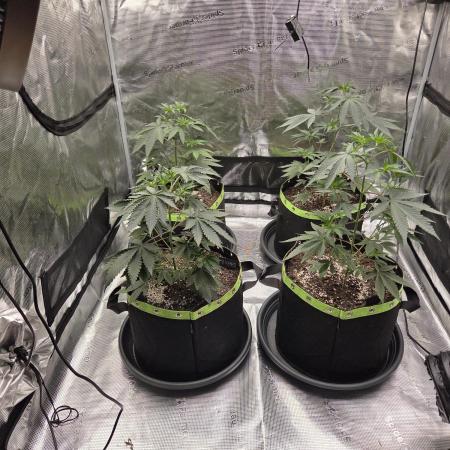 Z42 from FastBuds