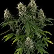 Tropical Tangie (Dutch Passion)