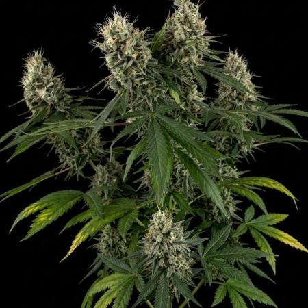 Tropical Tangie (Dutch Passion)
