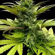Squirt (Humboldt Seeds Company) Outdoor