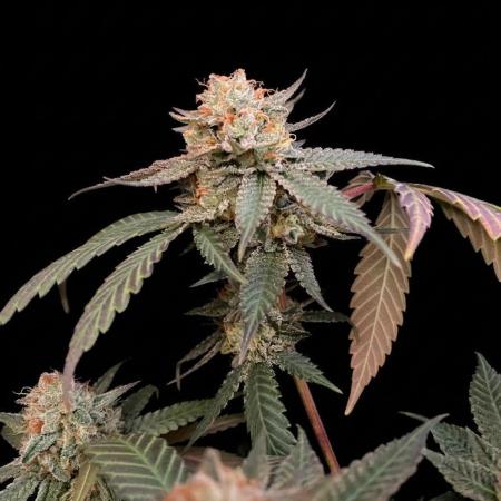 Studio 54 (Deep East x Doja clone)