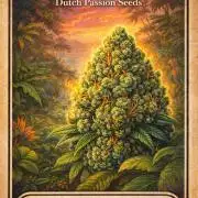 Tropical Tangie (Dutch Passion)