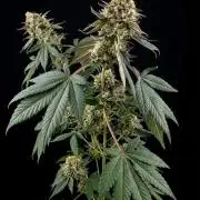 Poddy Mouth (Humboldt Seeds Co)