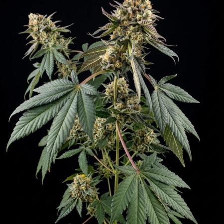 Poddy Mouth (Humboldt Seeds Co)