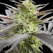 Rishi Kush (Mandala Seeds) Organic soil