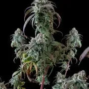 Cap Junky (Seed Junky Genetics Cut)