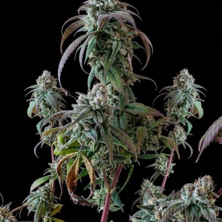 Cap Junky (Seed Junky Genetics Cut)