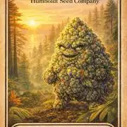 Poddy Mouth (Humboldt Seeds Co)