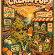 Orange Creampop (Humboldt Seeds Company)