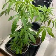 Studio 54 (Deep East x Doja clone)