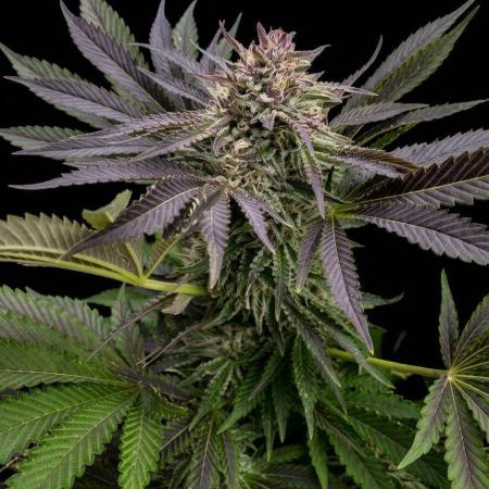 Orange Creampop (Humboldt Seeds Company)
