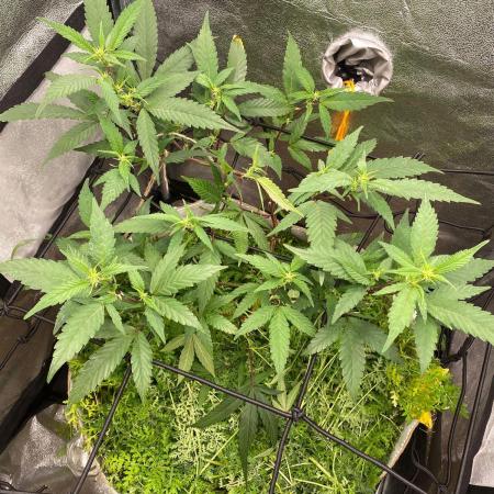 Blueberry muffin - HSC (Clone)