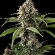 Ice Cream Cake (Clone by Seed Junky Gen)