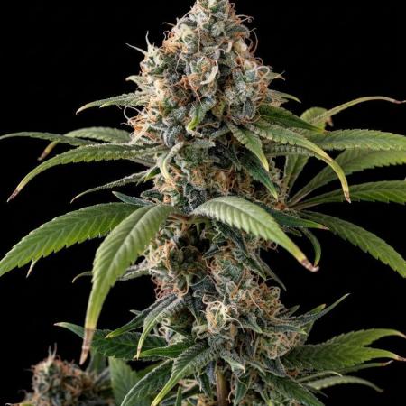 Ice Cream Cake (Clone by Seed Junky Gen)