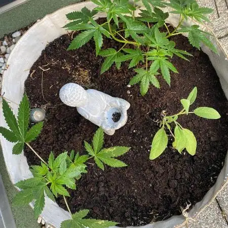 Rishi Kush (Mandala Seeds) Organic soil
