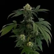 Poddy Mouth #2 (Selected clone)