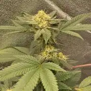 Poddy Mouth #2 (Selected clone)