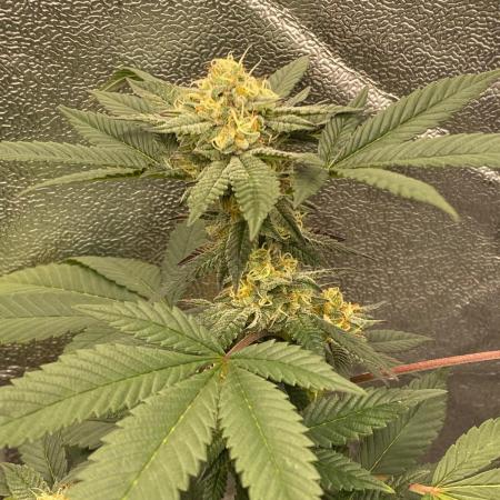 Poddy Mouth #2 (Selected clone)