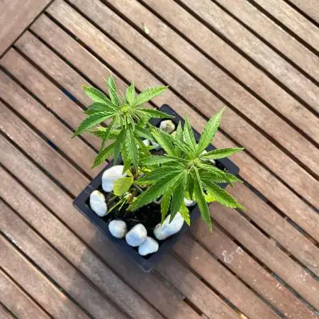 Super Silver Haze Auto Bonsai