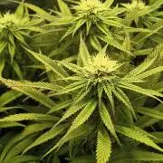 Green Papaya  (Indoor 150w)