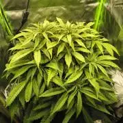 Green Papaya  (Indoor 150w)