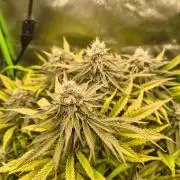 Green Papaya  (Indoor 150w)